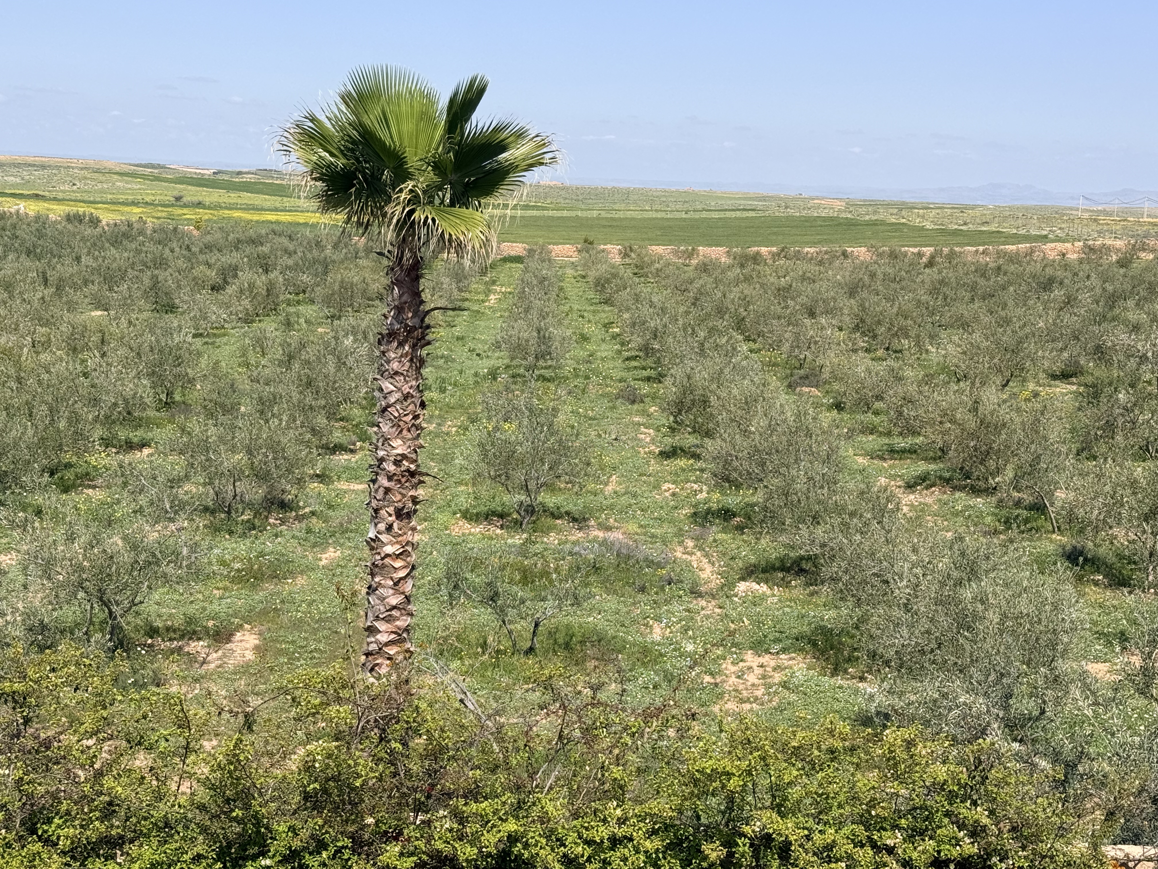 Palm tree among olive groves, Gmassa terroir