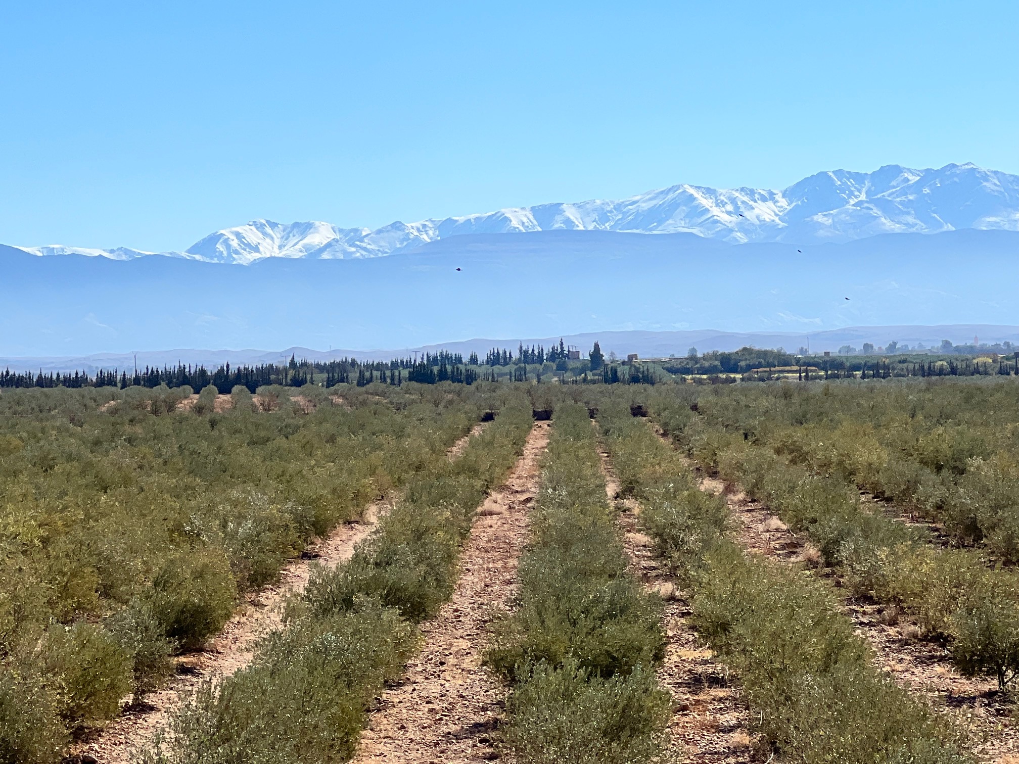 Olive grove rows stretching toward the snow-capped Atlas Mountains, Gmassa